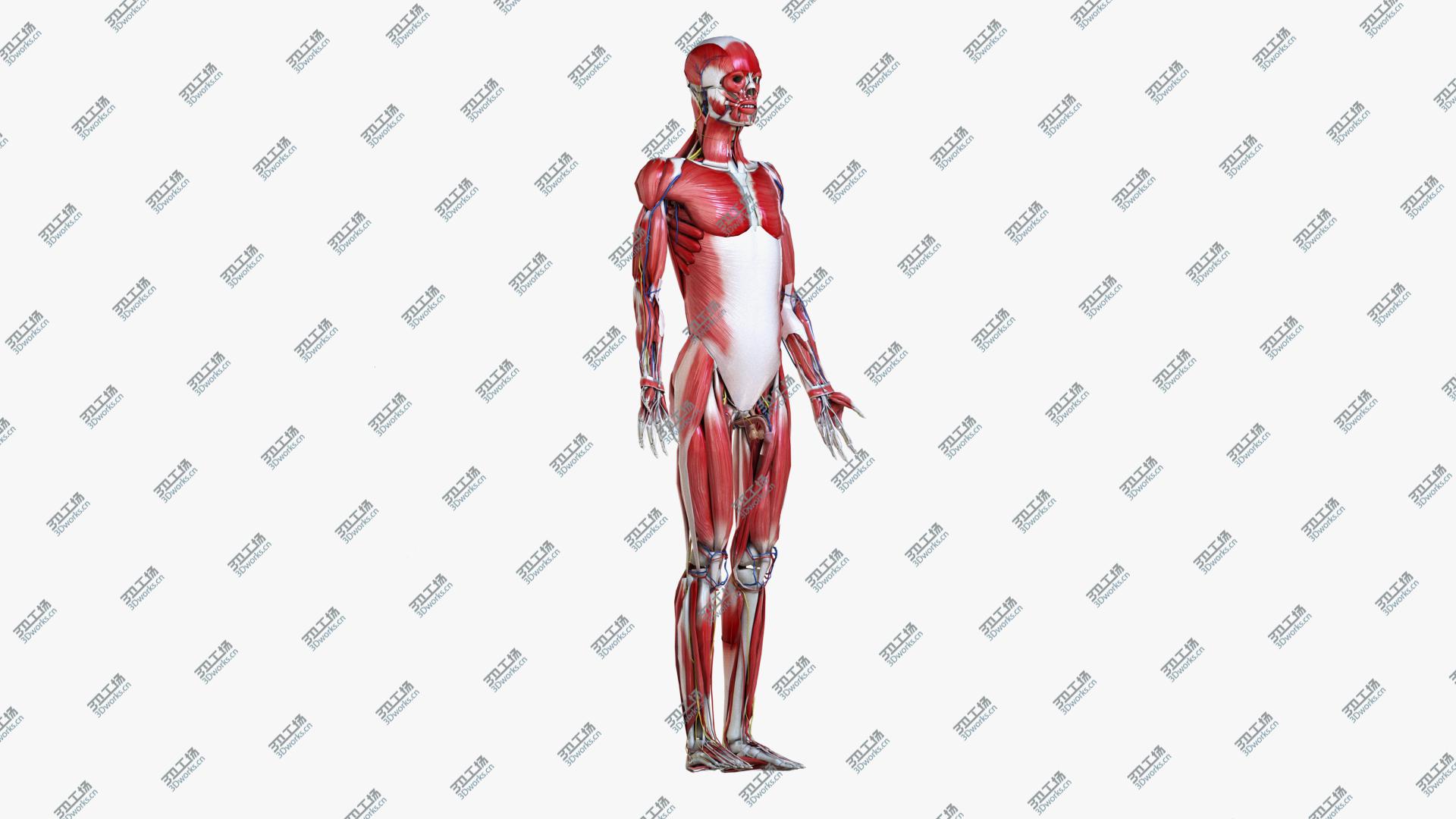 images/goods_img/20210113/3D Full Male And Female Anatomy Low Poly Set/5.jpg
